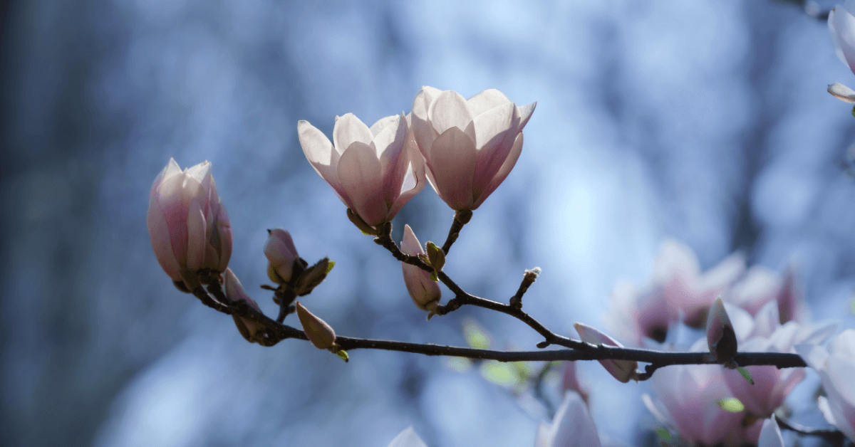 Magnolia representing business values